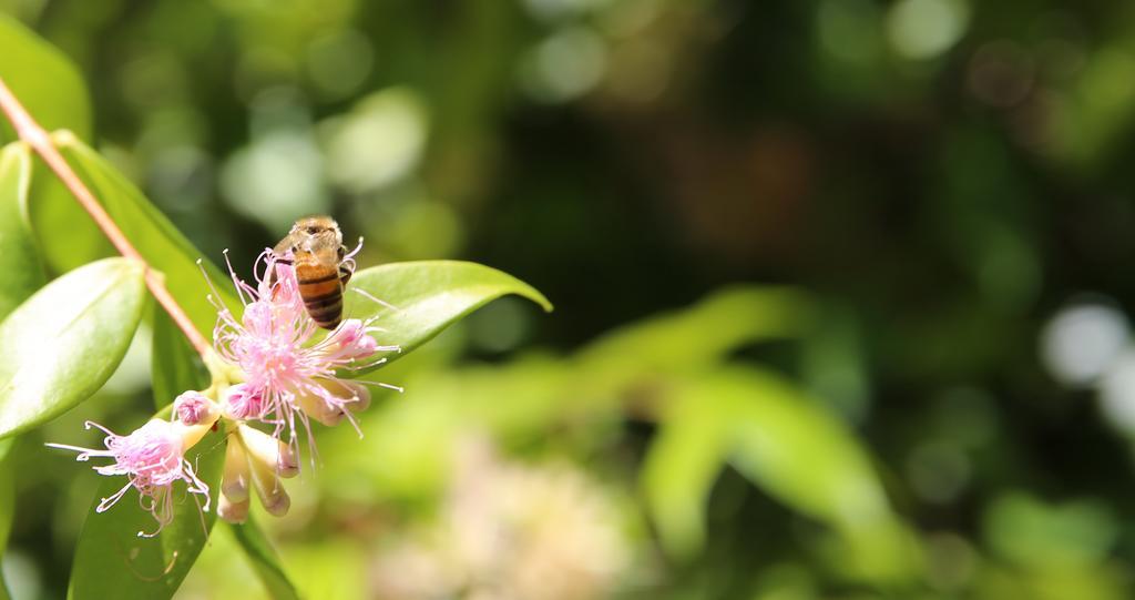 Kandanga Honeybee Wellness Resort المظهر الخارجي الصورة
